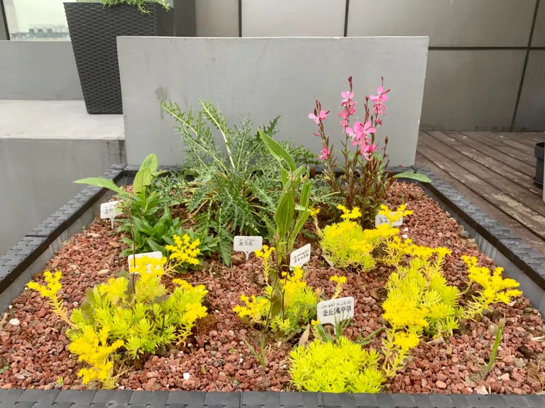 實習內外 · AECOM｜探訪上海花園文化實踐，從屋頂花園更新到社區花園節15.jpg